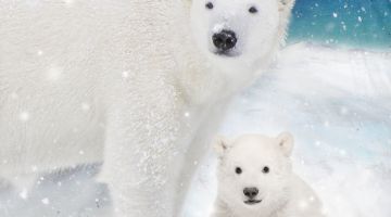 image_241198e5c59100_2_309e074b6c2b58ffe808d4aefa51ed71.jpeg