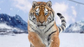image_1ba3011674756c_2_362a5bc2e9025517948e9e82c626a181.jpeg