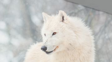 image_5891406bce57f2_2_da8ec396bca826cd5e484cd666d94dff.jpeg