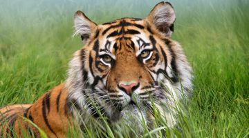 image_c4e1d35498d887_1_9ba8513eb28ac28bbc1b45e1b1532367.jpeg