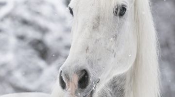 image_9557dc2218ab68_2_ccf75ee4812f036f7ffb085161caacaf.jpeg
