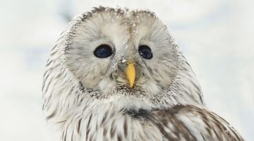 image_5d5c97c94e4059_2_1a09b6f0bfd1c1a55cde358672a7ff0d.jpeg