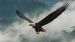 Enveloppe de couette Pure Eagle - Petrol