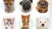 Enveloppe de couette Kids Good Morning Young Animals - Multi