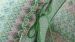 Coussin décoratif Pip Studio Ashanti Coussin - Vert