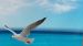 Enveloppe de couette Good Morning Sealife - Multi