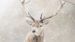 Enveloppe de couette Good Morning Snowydeer - Sand