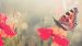 Enveloppe de couette Good Morning Poppies - Multi
