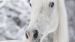 Enveloppe de couette Kids Good Morning Bonnie - Grey
