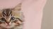 Enveloppe de couette Kids Good Morning Chat - Rose